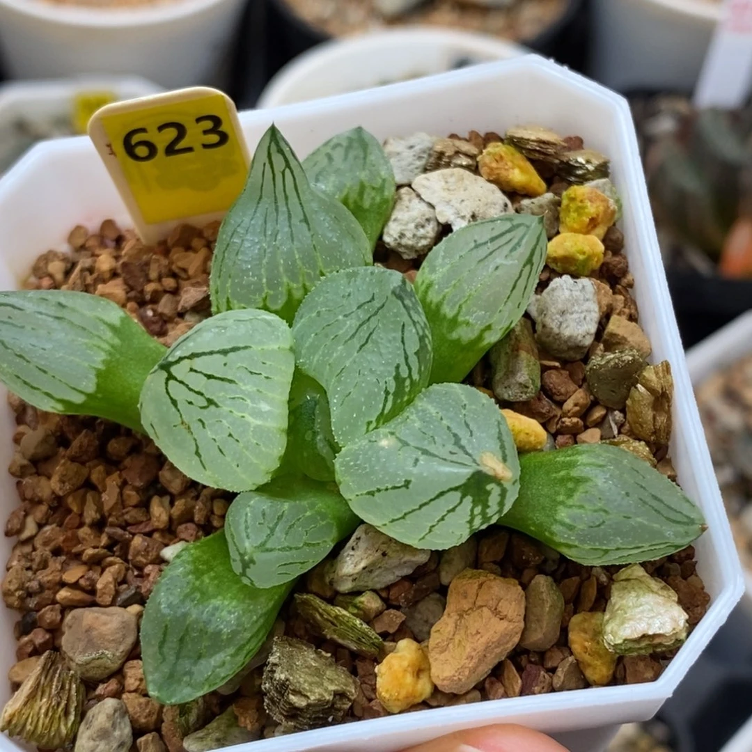 623虞美人多肉植物