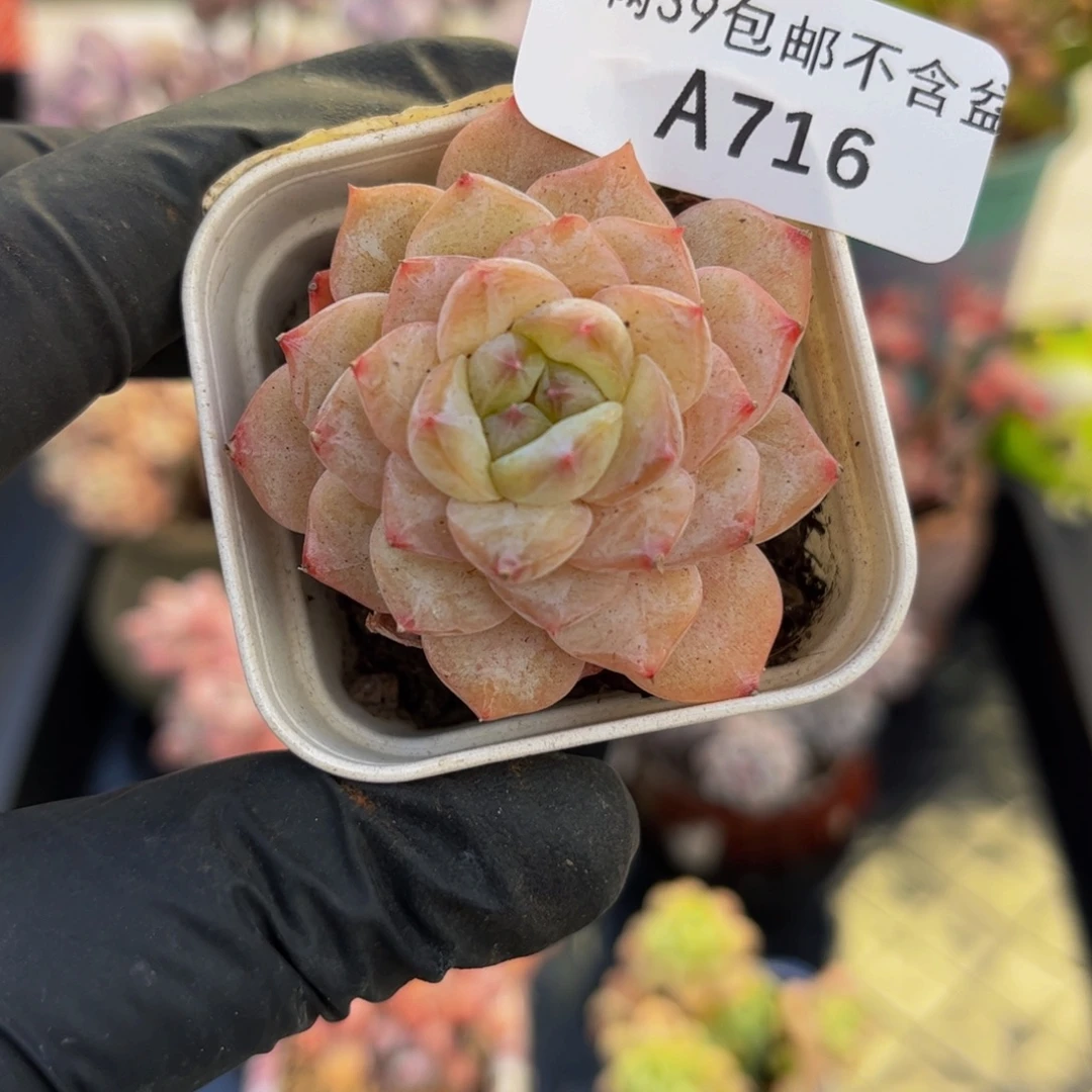716白月光4厘米多肉