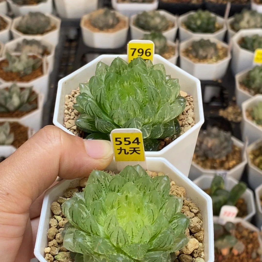 那***r796号554号玉露锦