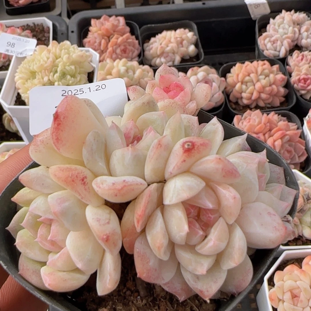 六头朵朵白桃汽水