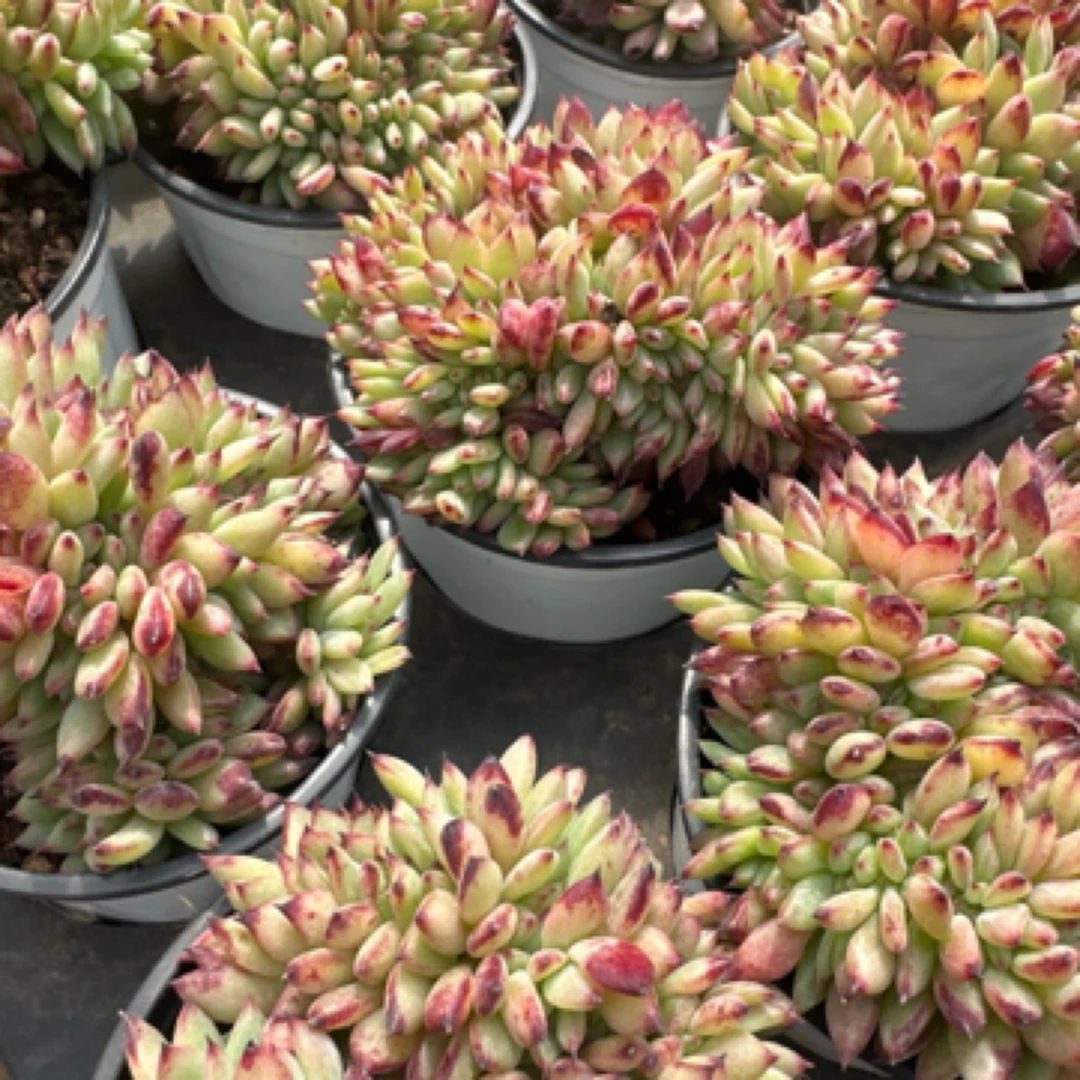 【一颗包邮】9厘米盆红拉糖缀多肉精控老桩群生多肉精品绿植新手必