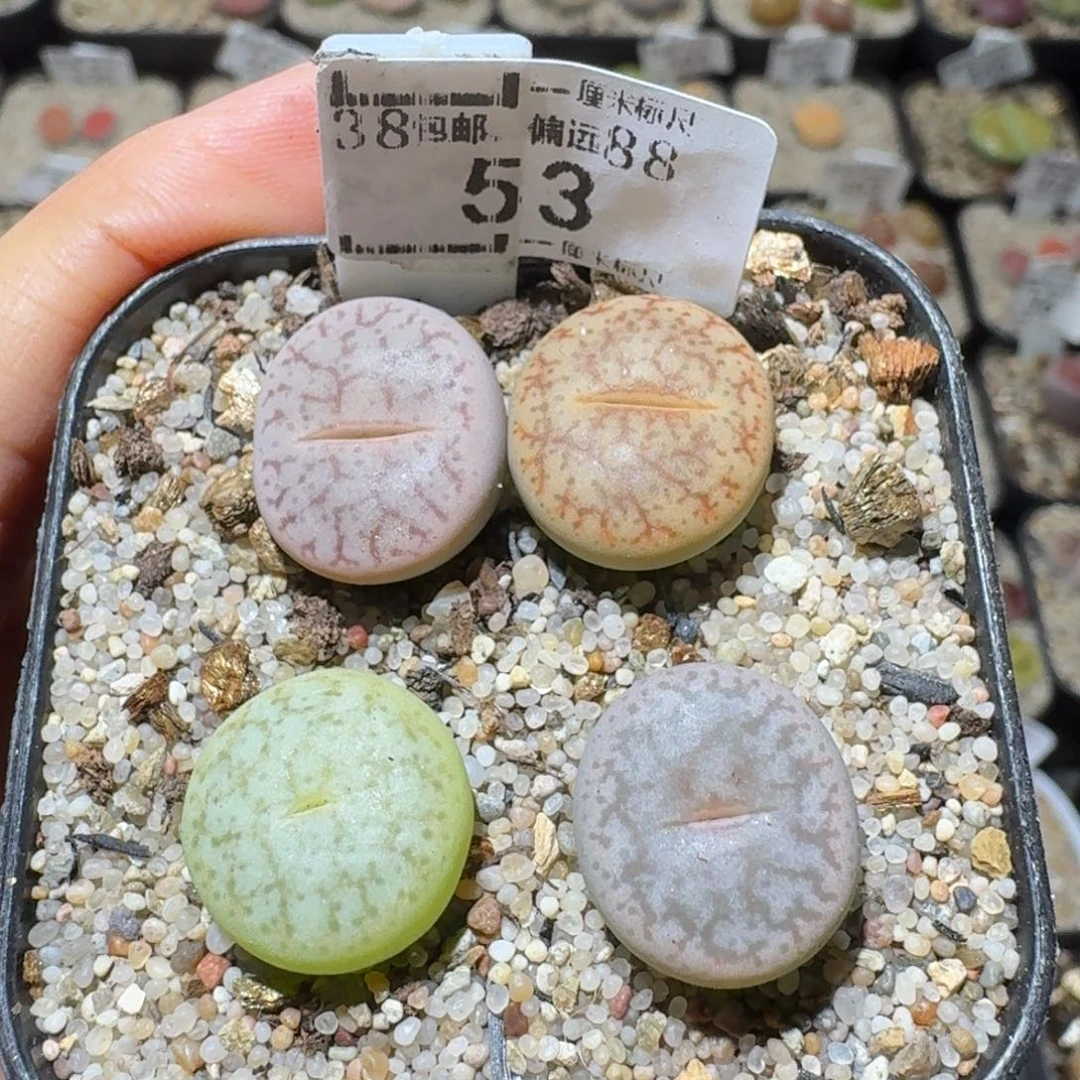 Sss精品清仓价53曲