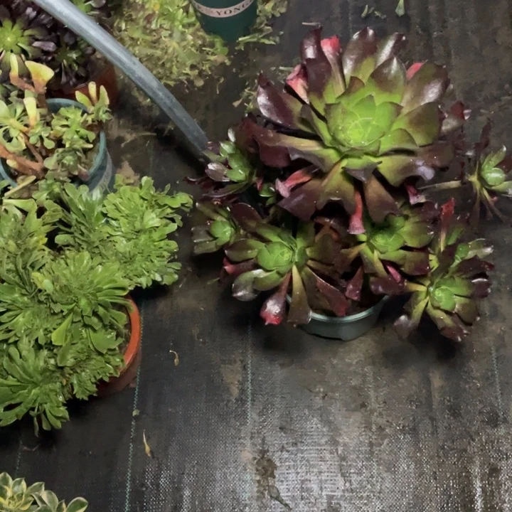 62冰武士多肉植物多肉