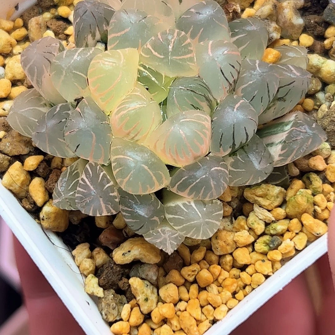 半***客冰灯锦十二卷多肉植物
