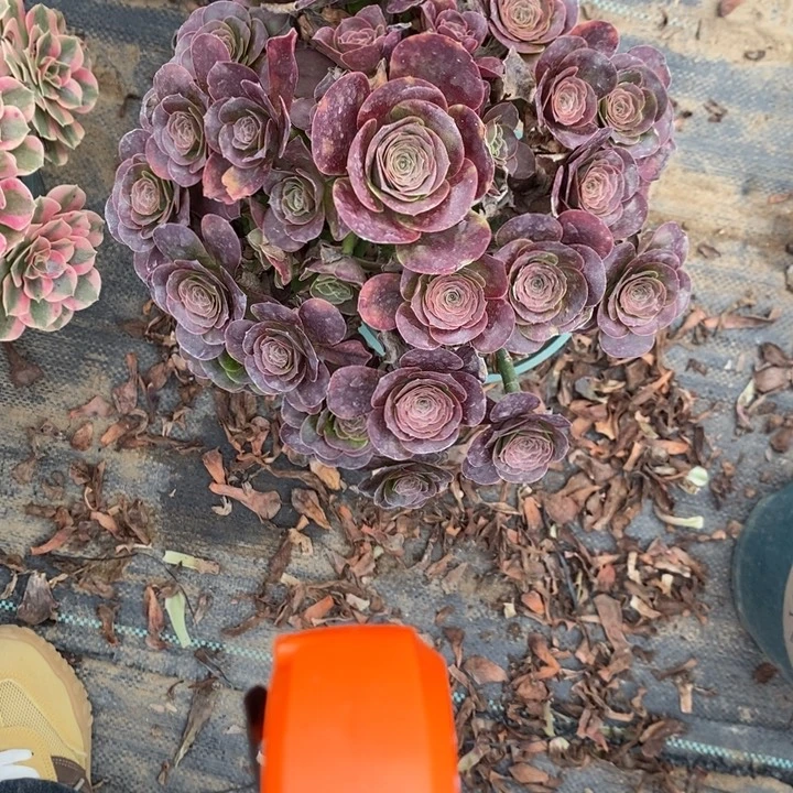 魅金玫瑰32多肉法师