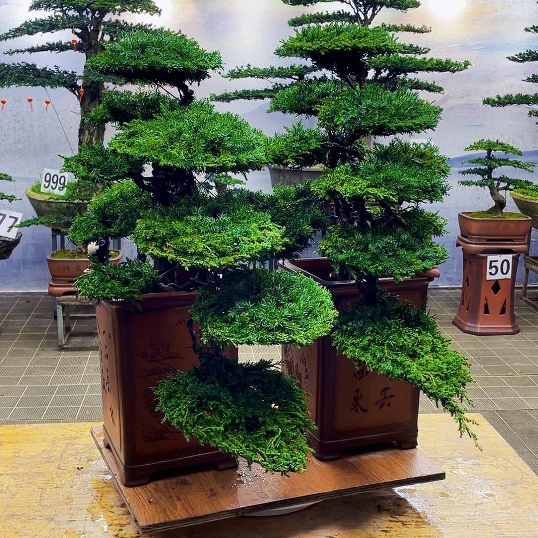 盆景盆景造型艺术龙爪松