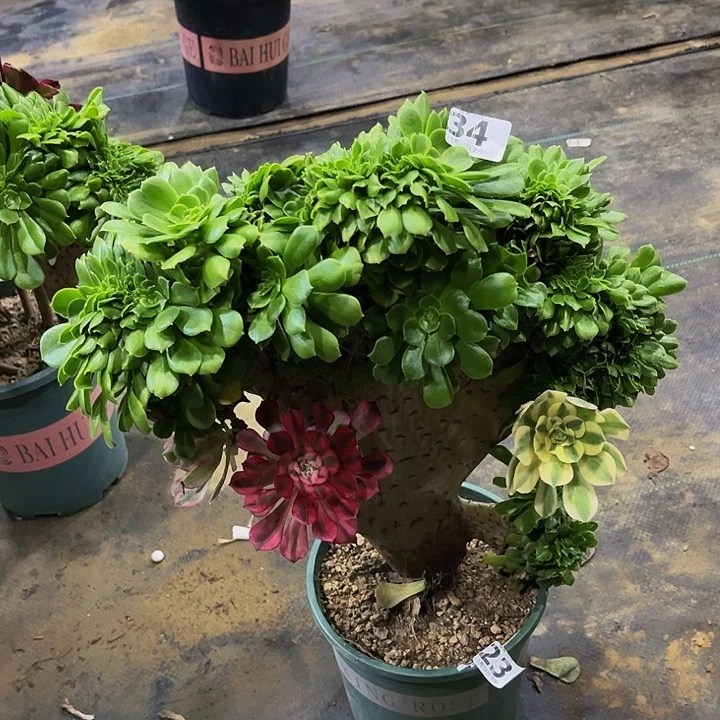 ****⠀嫁接法师的344444