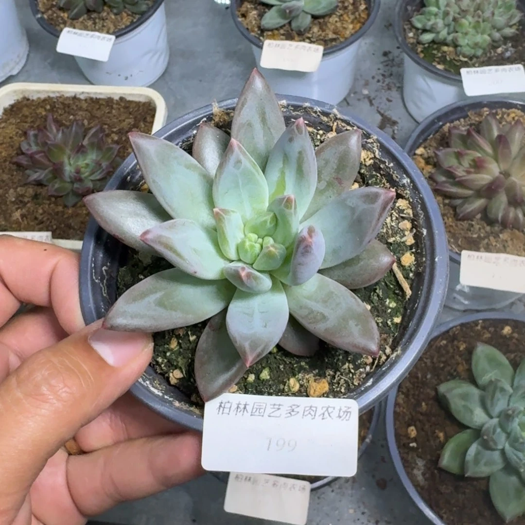 韦斯特曼 单头 一物一拍