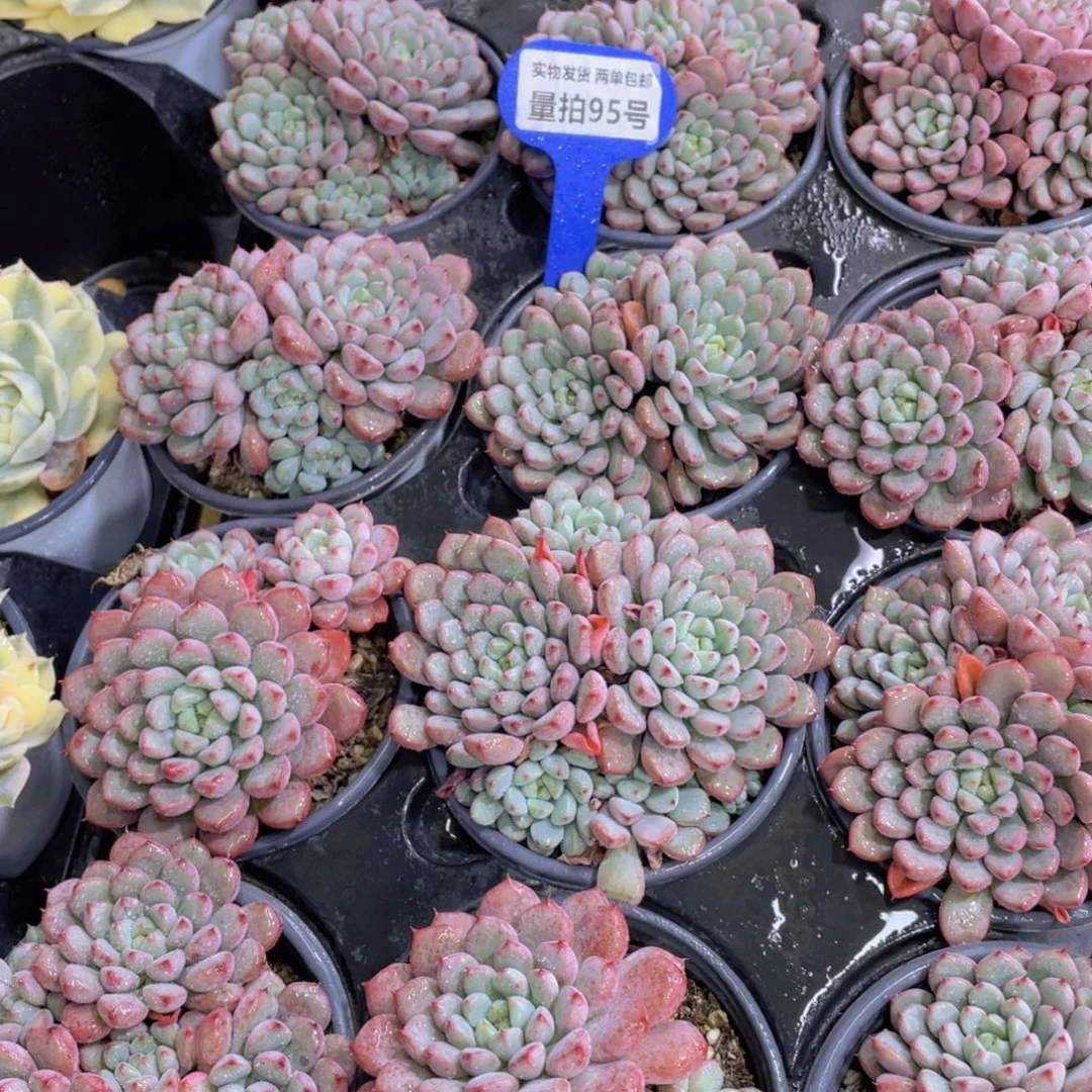 量拍95号 多头雪桃群一个