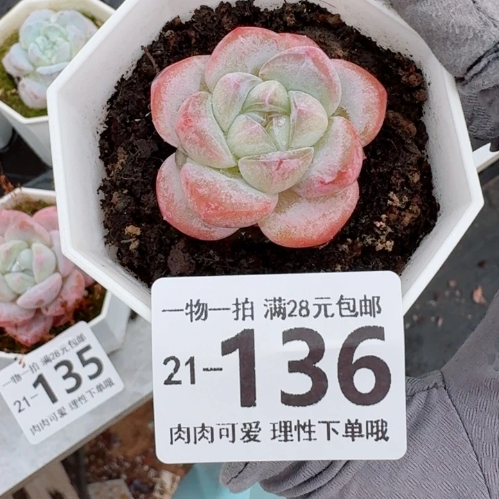 奶芙无盆土发货无盆土发货无
