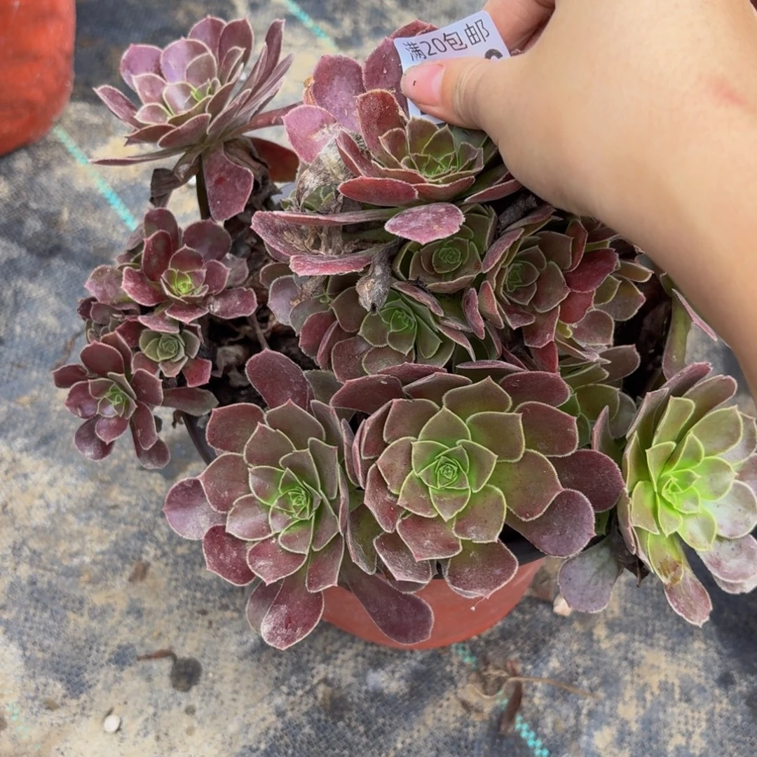 426多肉植物捧花的