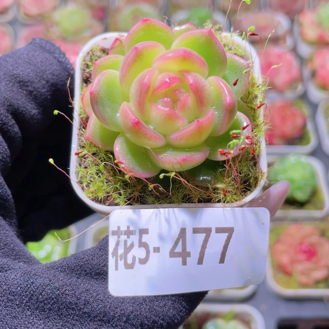 花利美5-477新品珍妮