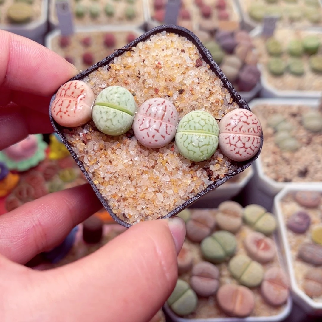 538好带盆包邮发货