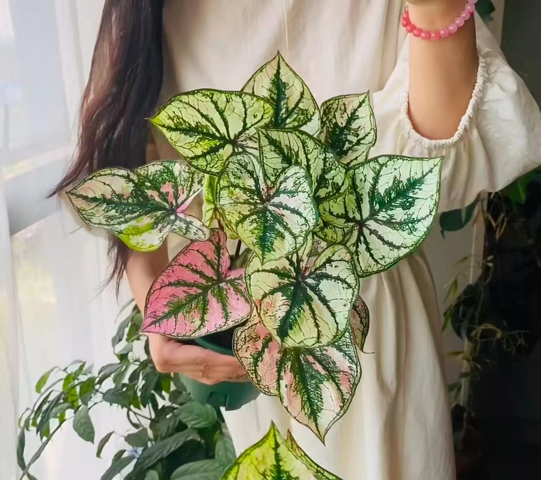 【紫霞仙子彩叶芋（小鼻嘎）】原盆原土室内好养创意观叶绿植