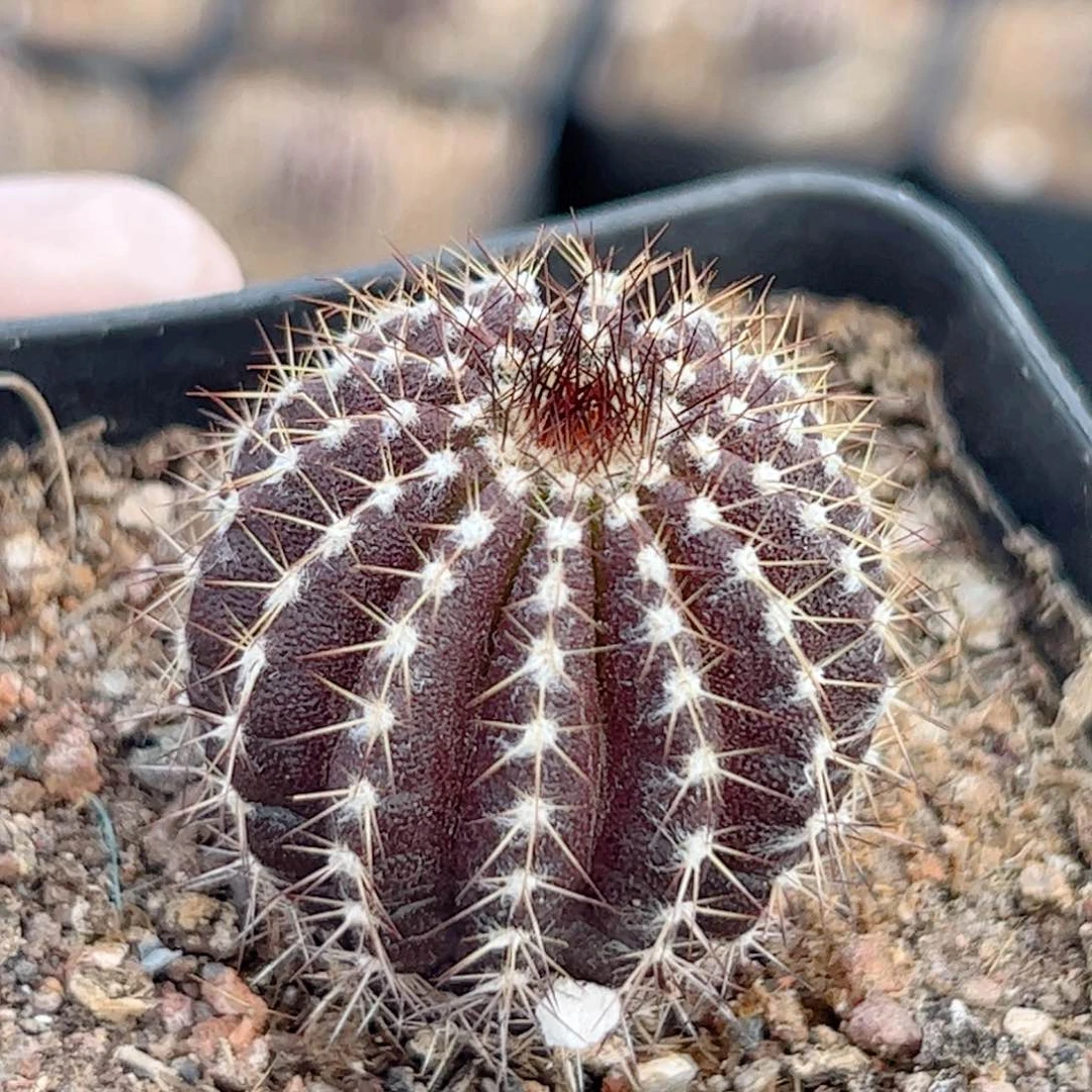 实生 紫皮尤伯球