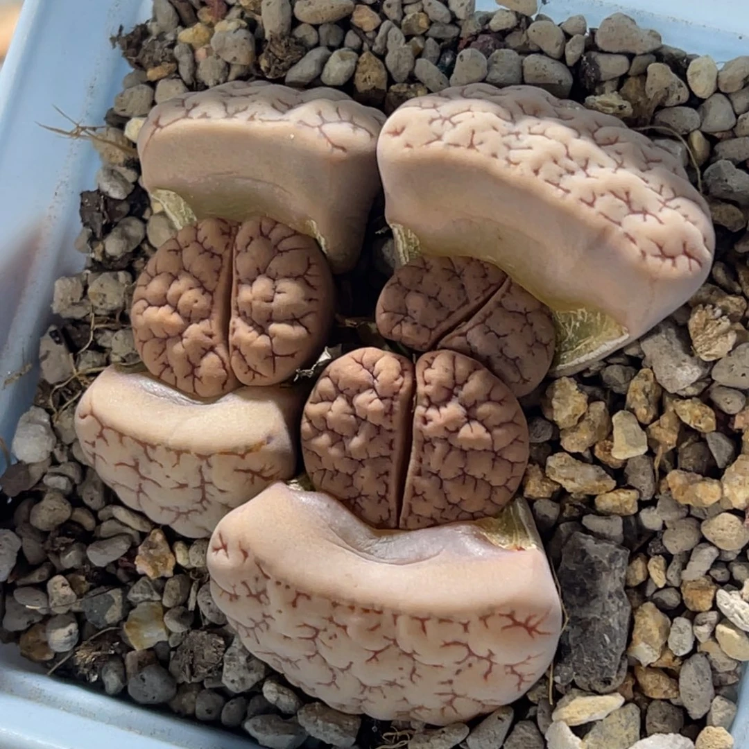 7796三头群生凹凸189