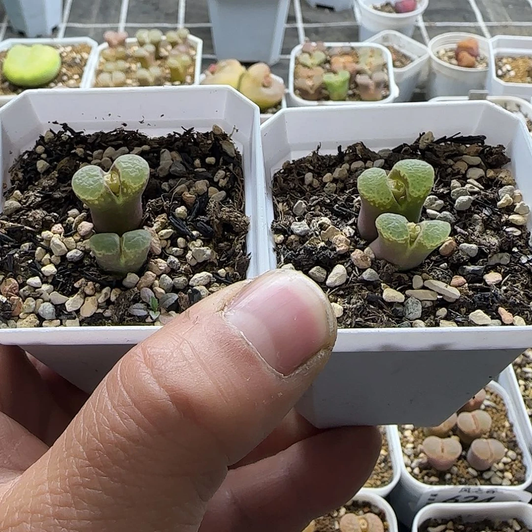 双头粉樱2颗带盆土