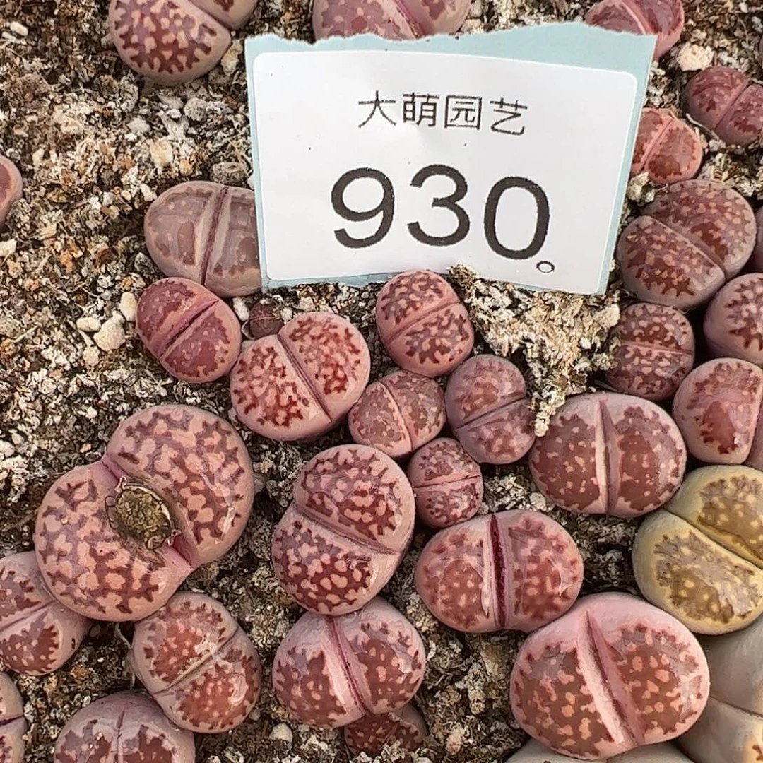 0000930量拍紫福来3颗