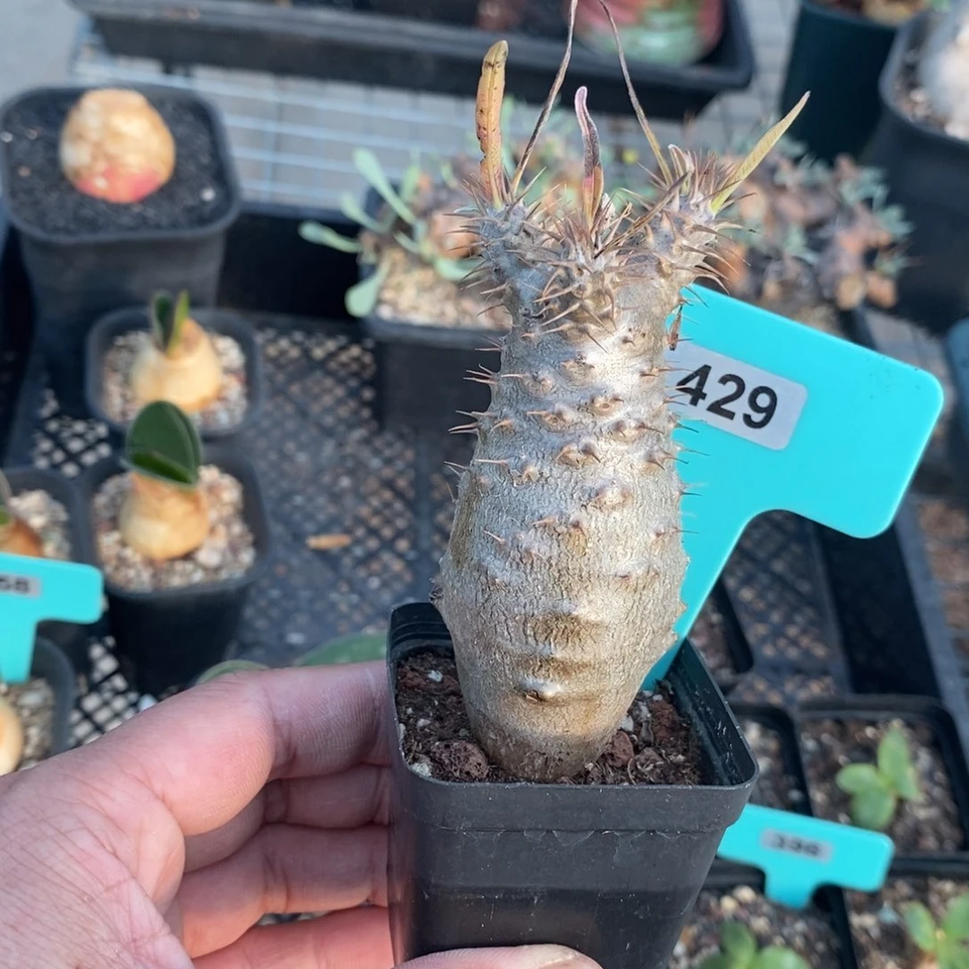 象牙宫多肉植物一个多肉