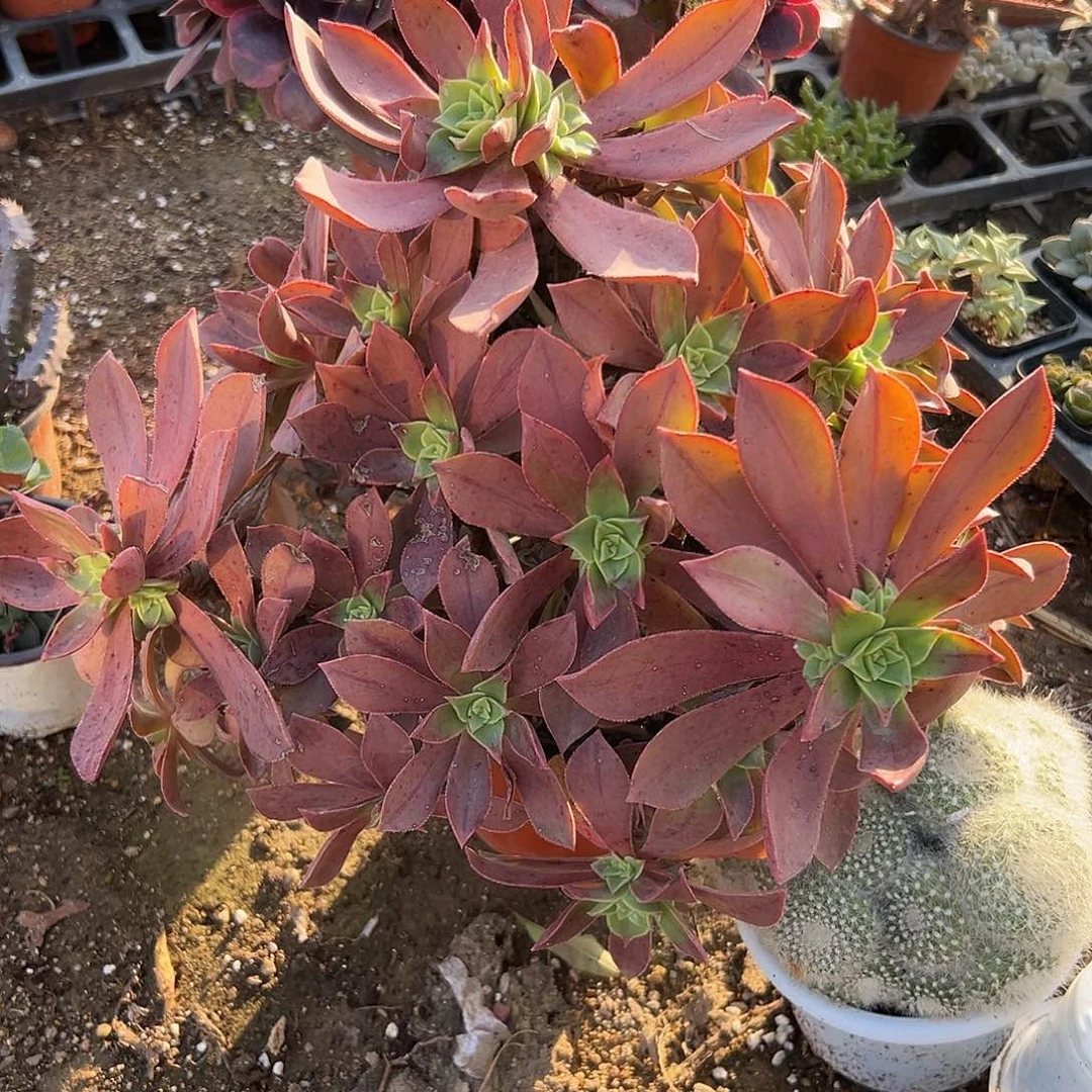 多肉植物重赞曲老庄