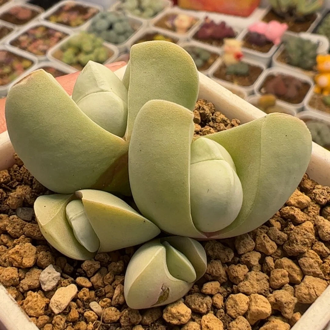 851多肉植物组合