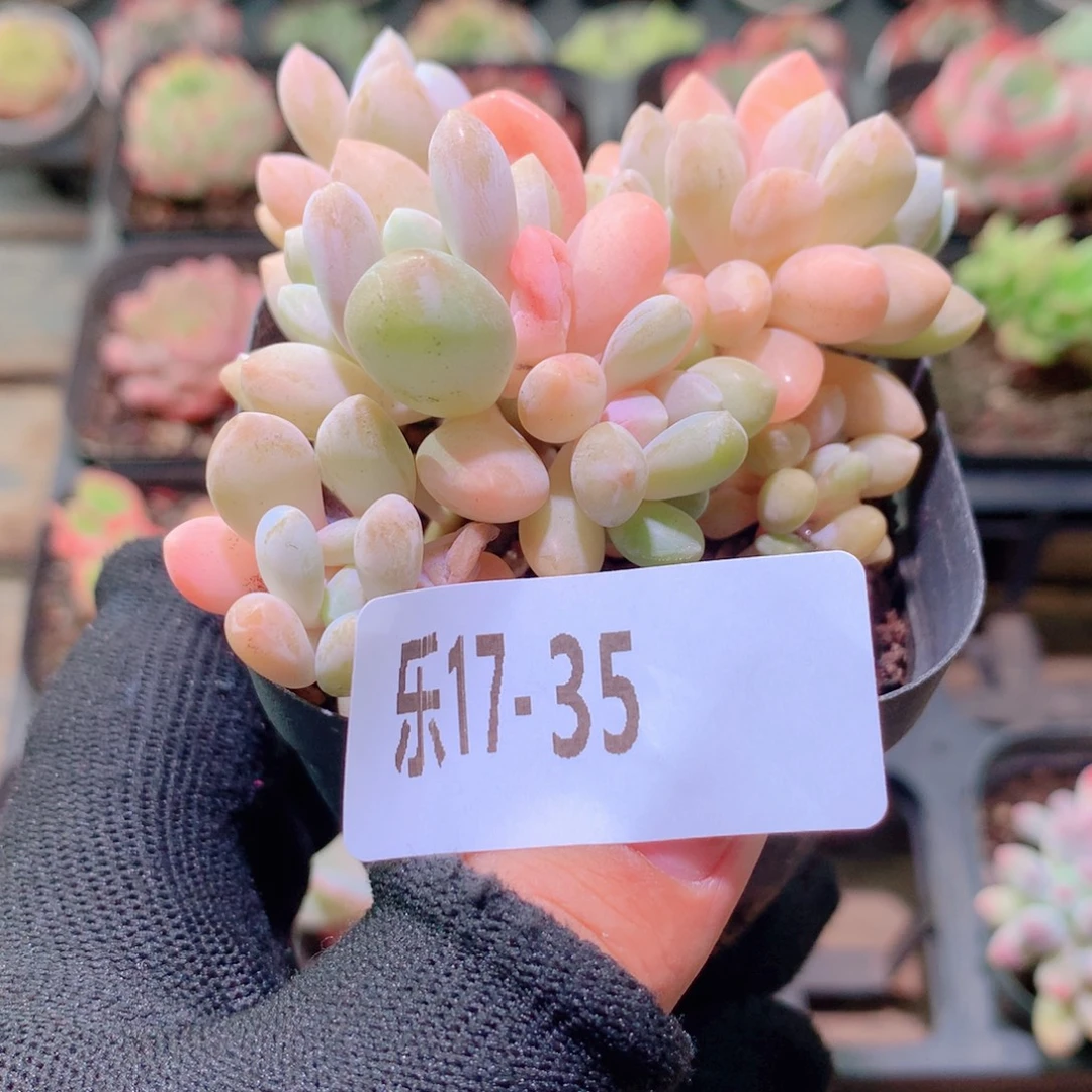 乐然17-35 冬美人缀化