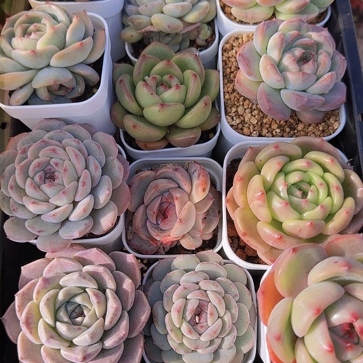 花时光精品多肉08