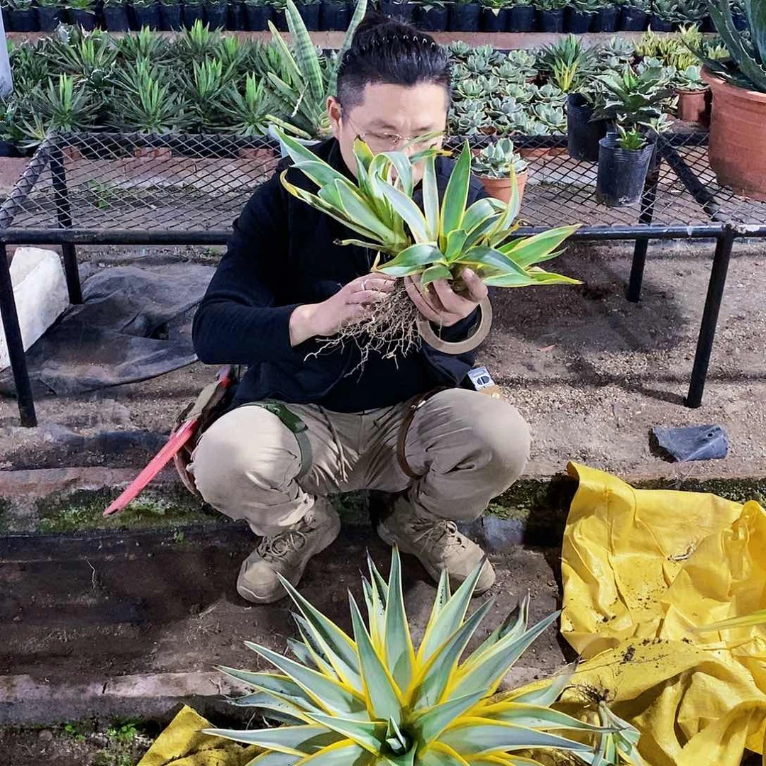 银河旅人大苗一颗