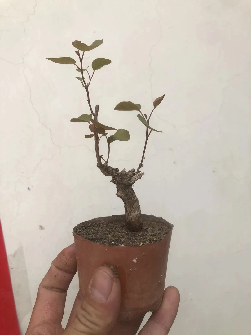 黄栌盆景微小桩原盆原土发货盆栽