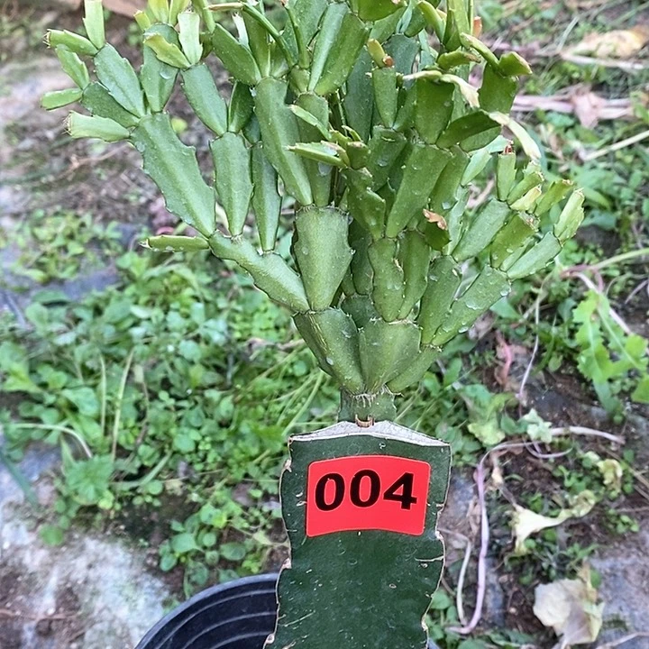 无花朵手****0053，004号新疆不包邮
