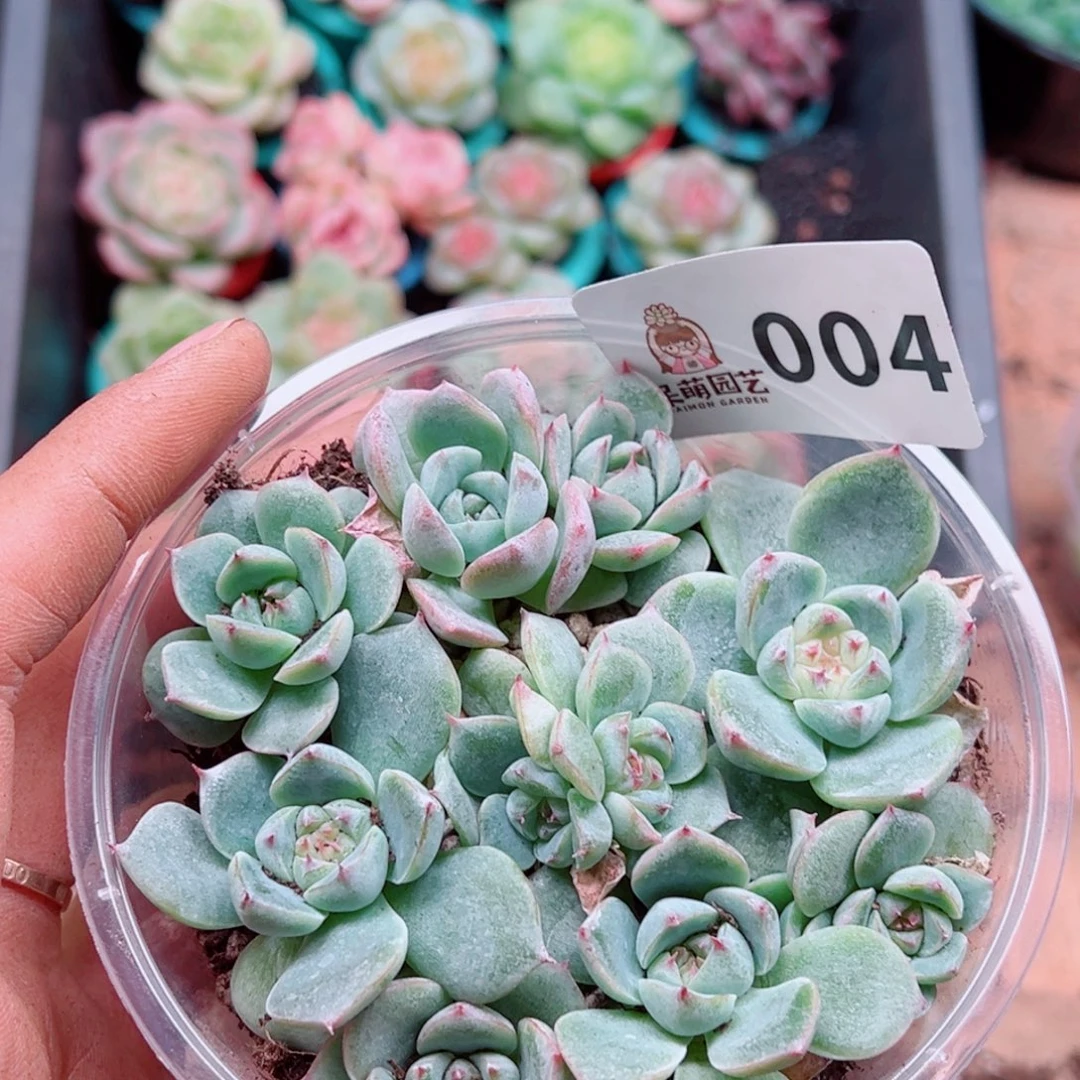 多肉植物多肉植物