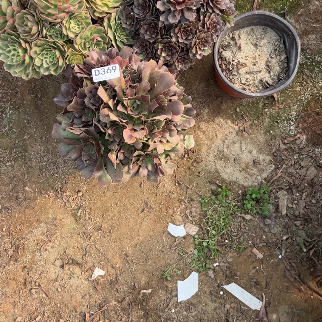 暖***)369三颗组合多肉植物