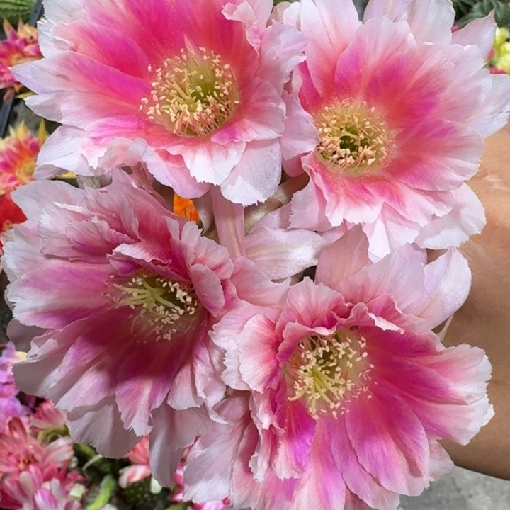 9丽花阳1歪3公分左右无根侧牙