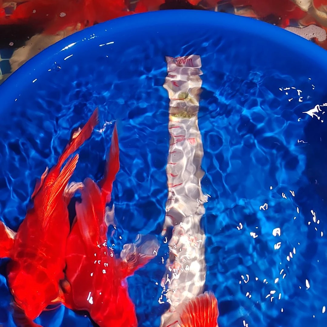 蝴蝶鲤三条21-23公分