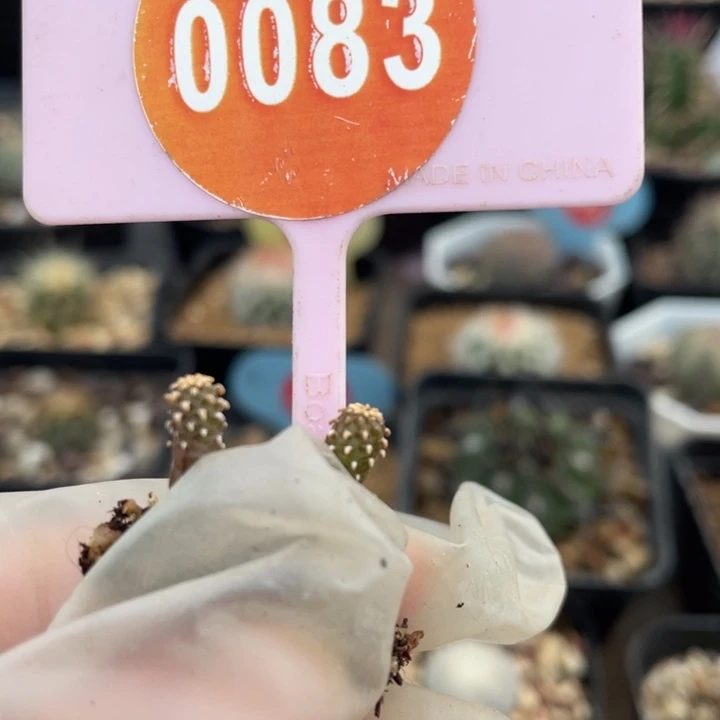 静***式实生花笼2棵008300000000