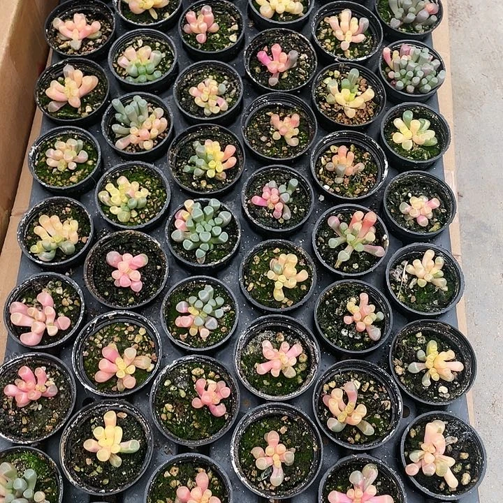 五十林玉锦22.8一盆5555555555