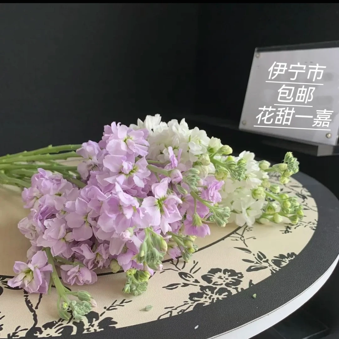 新疆伊宁鲜花10支紫罗兰