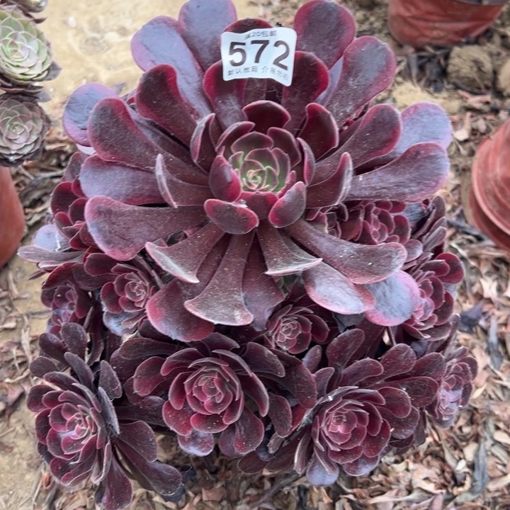 爱神多肉植物572.
