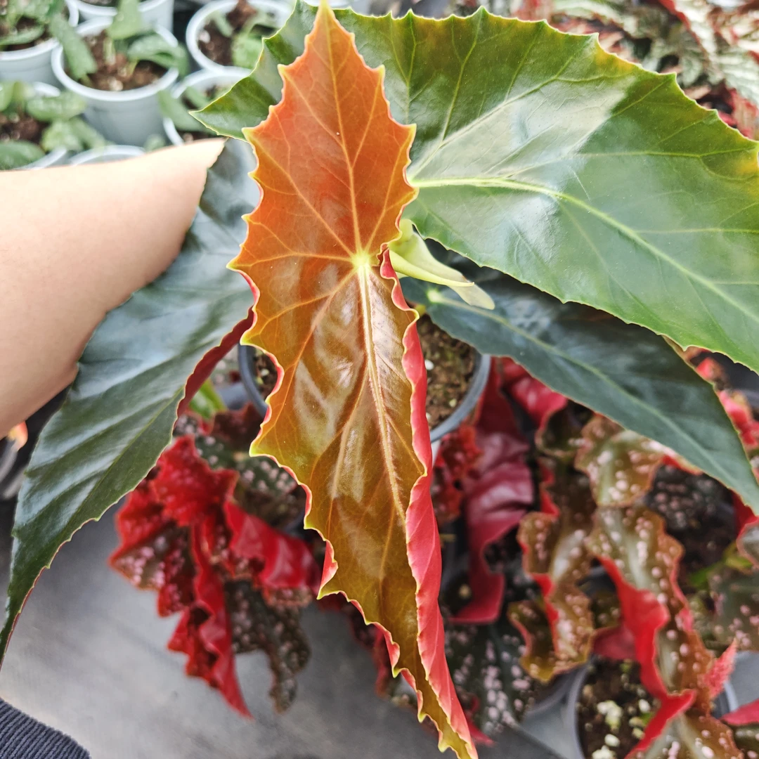 （母本）蒙娜丽莎秋海棠，室内观叶植物秋海棠盆栽好养