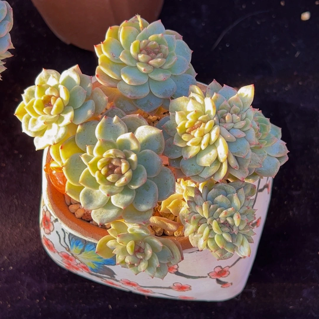 珍妮朵朵缀天天开心