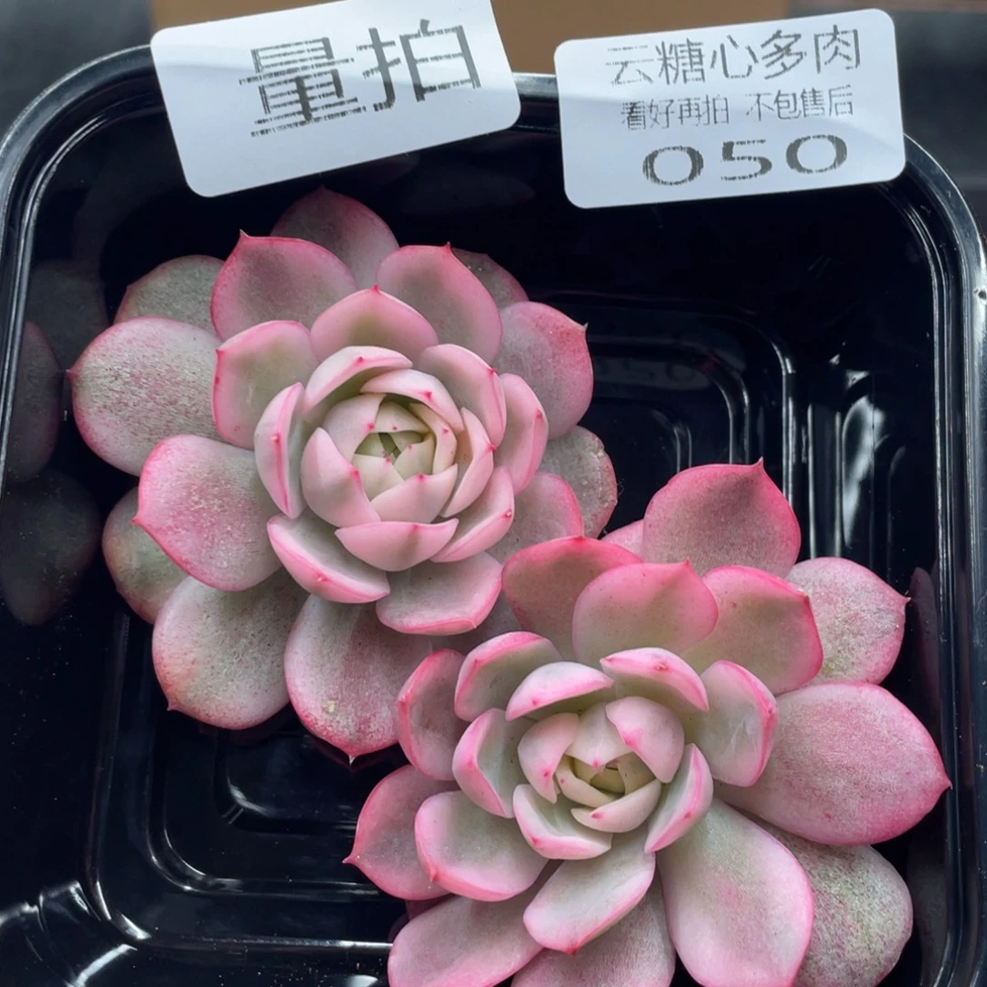 云糖心多肉植物50