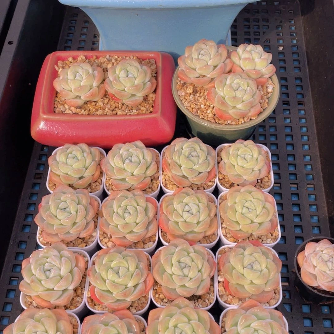 量拍50号奶油胖冰玉单头三个z带小白方