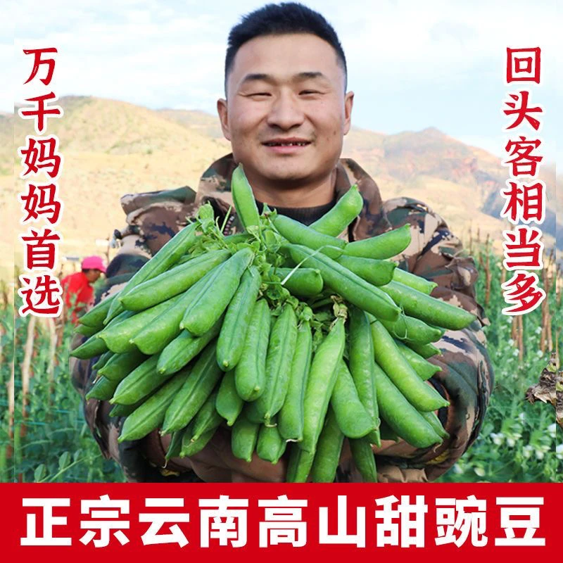 新鲜现摘带壳甜脆水果豌豆露天种植应季蔬菜