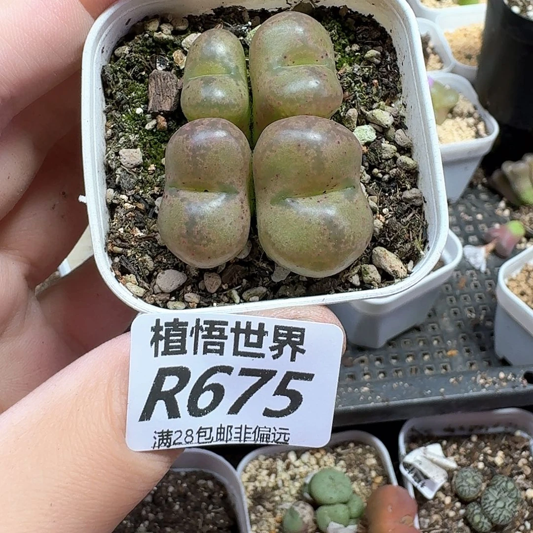 多肉植物的润泽drzw