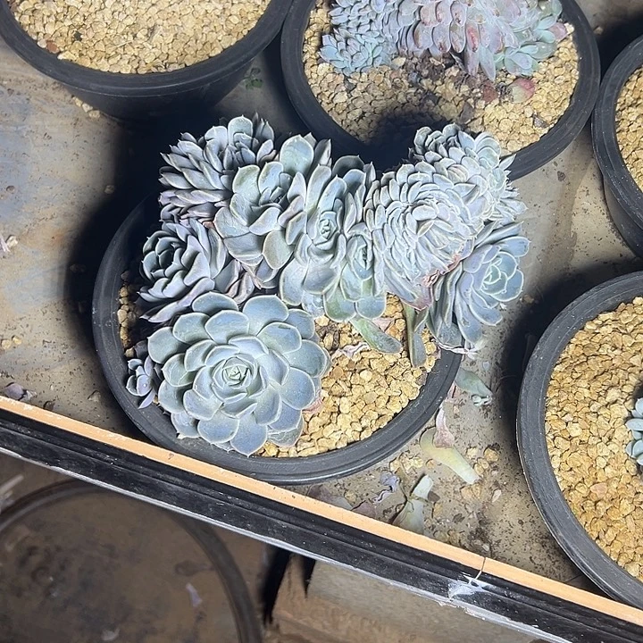 汉堡群生缀化多肉