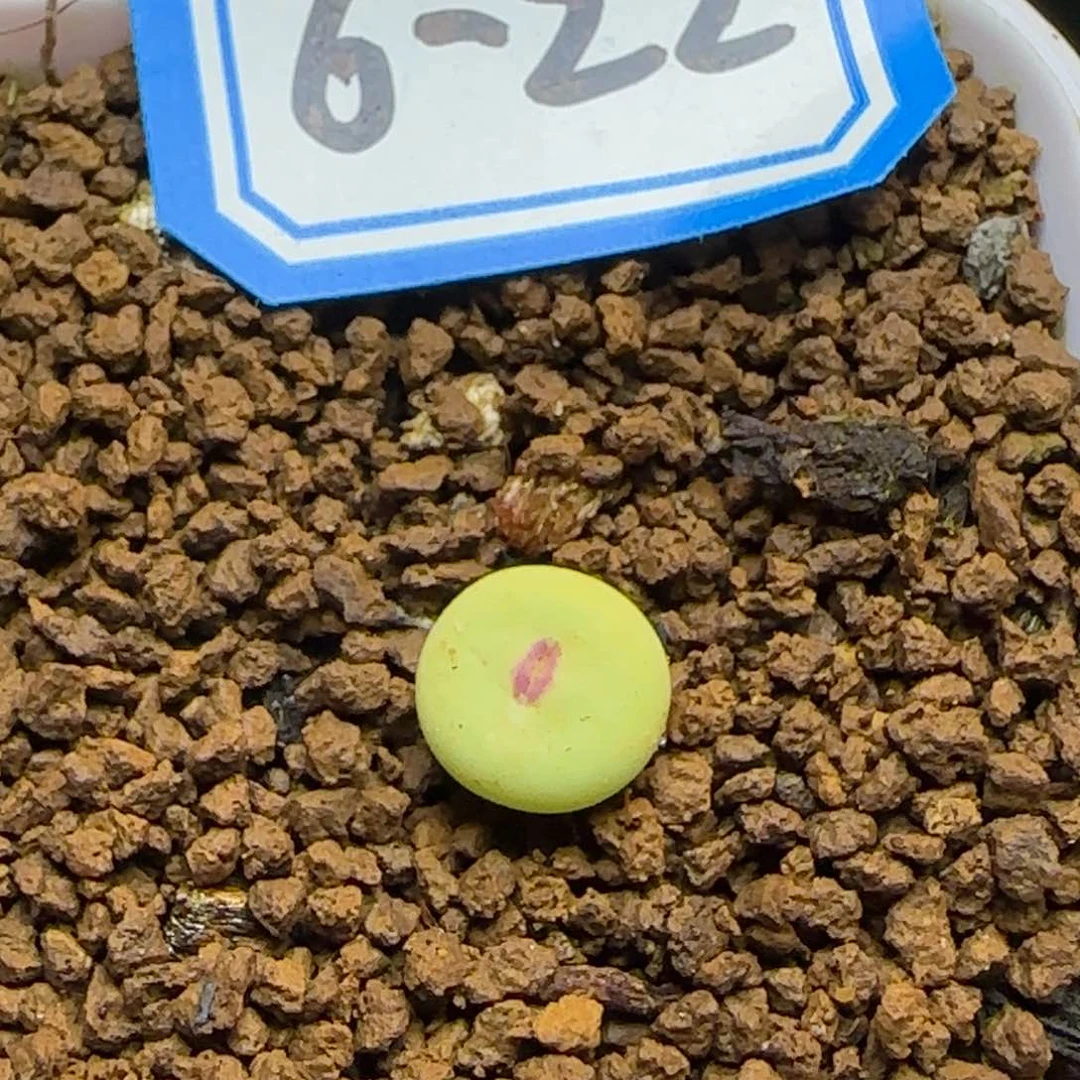 产地中嘴脱土发货。