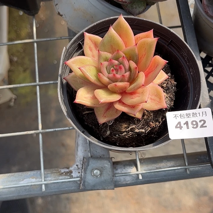 阿雅园艺。       4192