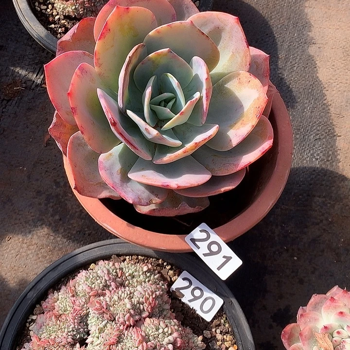 291凤 一物一拍多肉