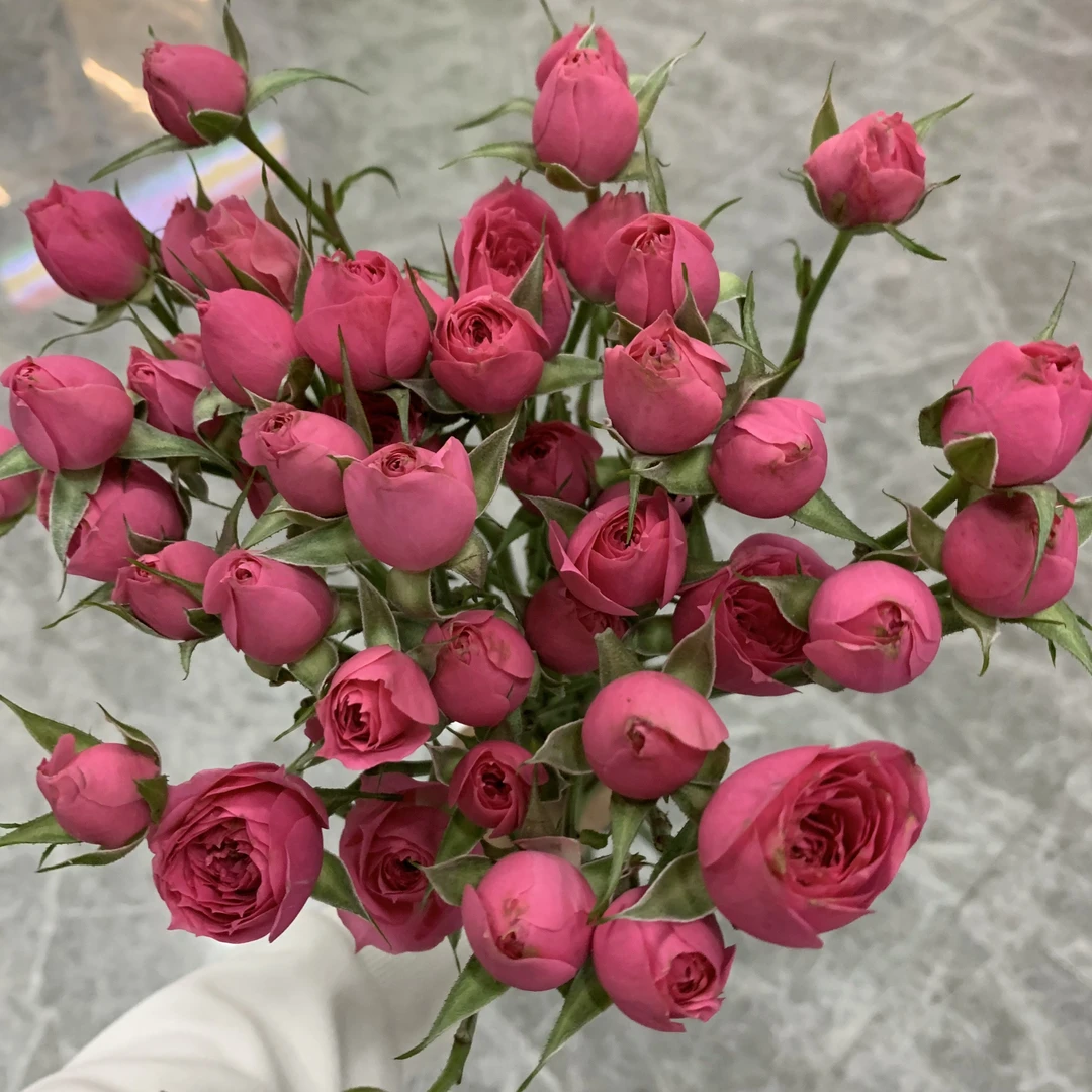 苏菲宝贝多头一把