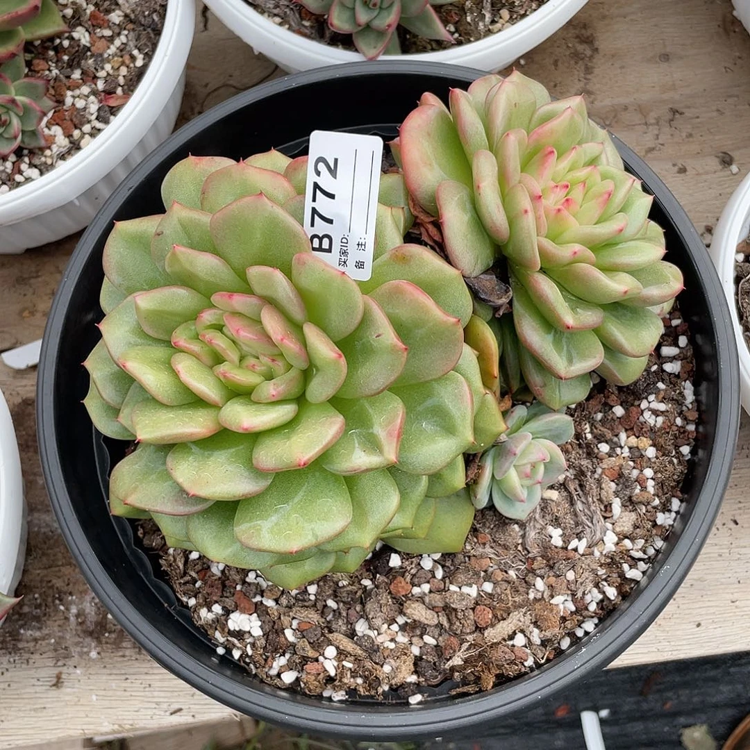 若如东云单拍B772